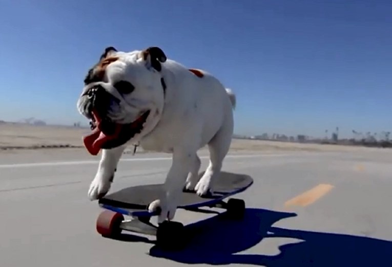 Adrenalinski ovisnik: Pas dao domaći zadatak ljubiteljima ekstremnih sportova