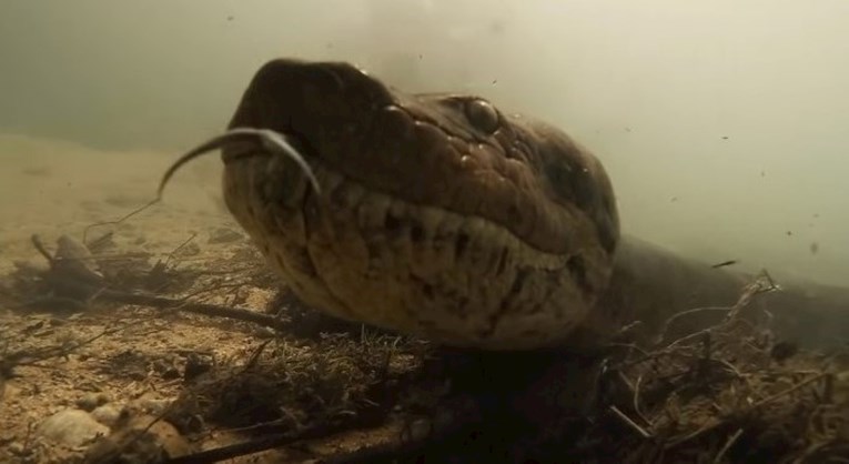 Ovaj neustrašivi avanturist pliva s anakondama kako bi pokazao da nisu opasne