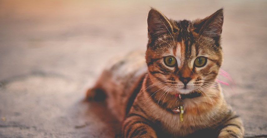 Saznajte zašto vas mačke čekaju pred vratima kad god se vratite kući