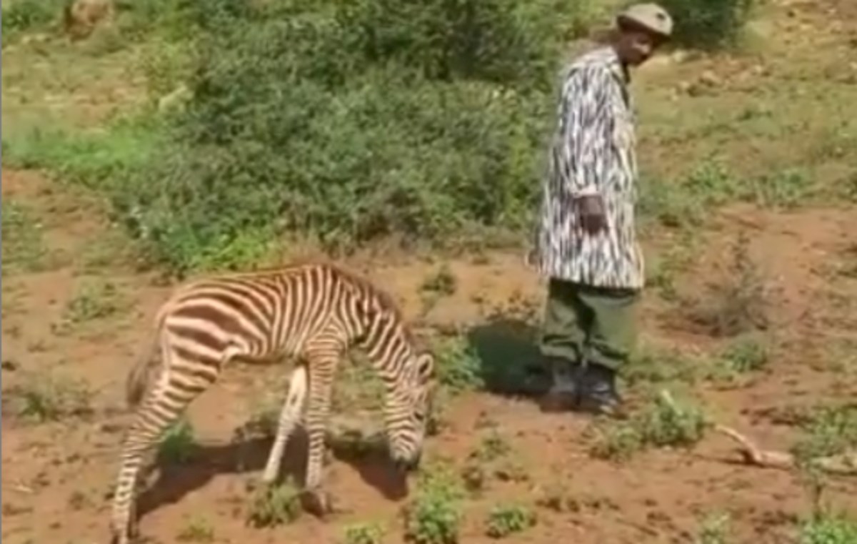 Potresna priča o napuštenom mladunčetu zebre dotaknula je srca ljudi širom planeta