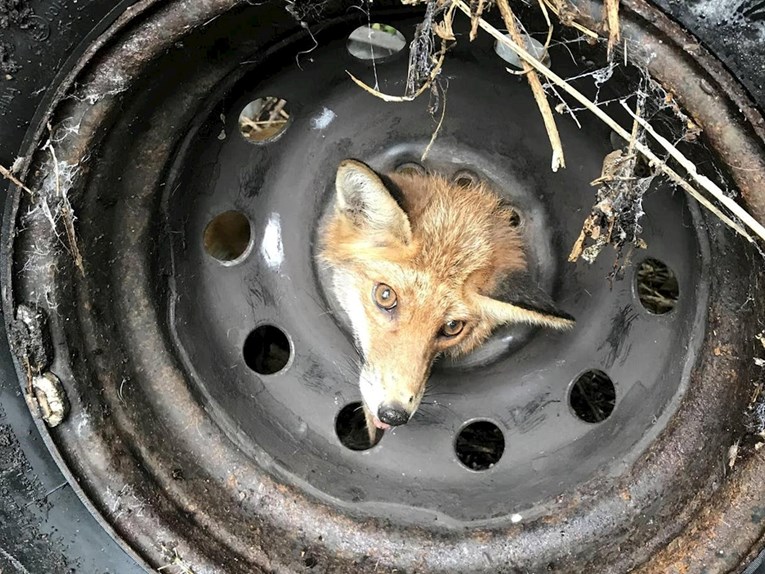 Životinje u nevolji: Najčudnije spasilačke misije u 2019. godini u slikama