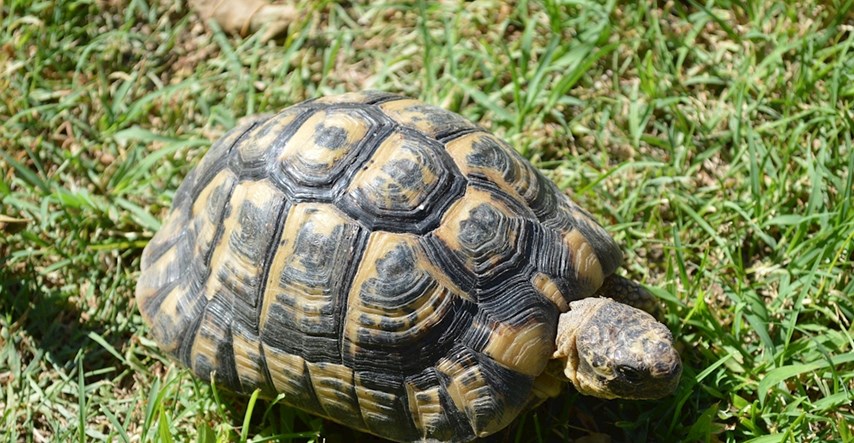 Imate kornjaču za kućnog ljubimca? Evo što trebate znati o njima