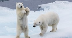 Ubijeno je 50.000 polarnih medvjeda: Opstanak vrste je ugrožen