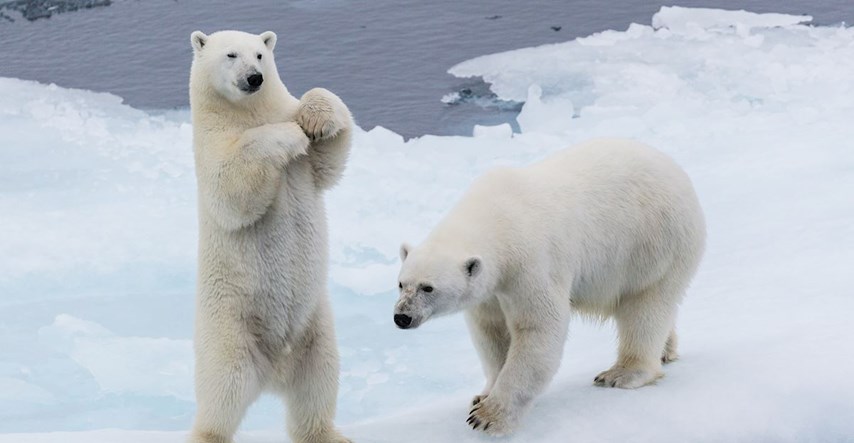 Ubijeno je 50.000 polarnih medvjeda: Opstanak vrste je ugrožen