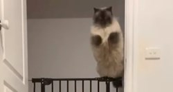 Mačak postao hit zbog skakanja, pogledajte po čemu je poseban