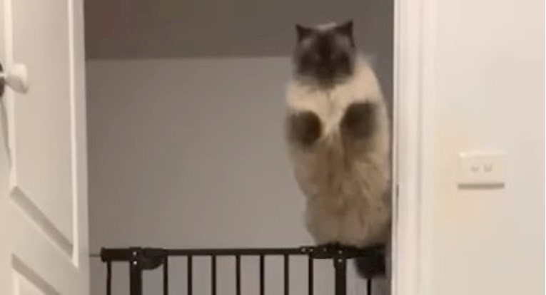 Mačak postao hit zbog skakanja, pogledajte po čemu je poseban
