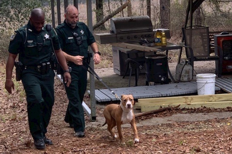 Pit bul pomogao policiji da pronađe trogodišnjaka zalutalog u šumi