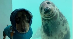 Susret psa i tuljana rezultirao preslatkim fotkama i čudesnom komunikacijom