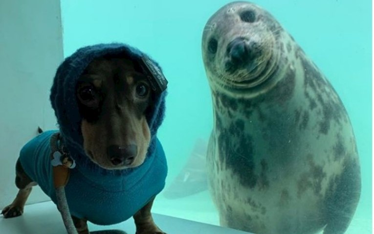 Susret psa i tuljana rezultirao preslatkim fotkama i čudesnom komunikacijom