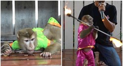 Snimke majmuna koji su prisiljeni zabavljati turiste u Tajlandu zgrozile svijet