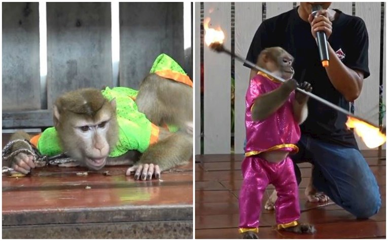 Snimke majmuna koji su prisiljeni zabavljati turiste u Tajlandu zgrozile svijet