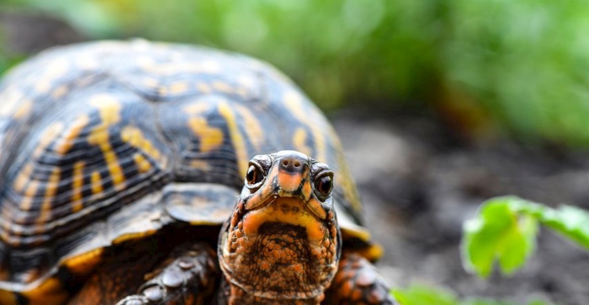 Zločin protiv prirode: Drakonska kazna za pokušaj krijumčarenja 1000 kornjača