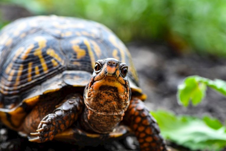 Zločin protiv prirode: Drakonska kazna za pokušaj krijumčarenja 1000 kornjača