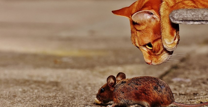 Parazit koji u miševima neutralizira strah od mačaka: Utječe li i na ljude?
