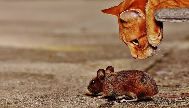 Parazit koji u miševima neutralizira strah od mačaka: Utječe li i na ljude?