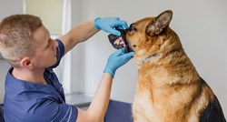 Zubi vašeg psa nisu blistavi? Sedam savjeta kako to promijeniti