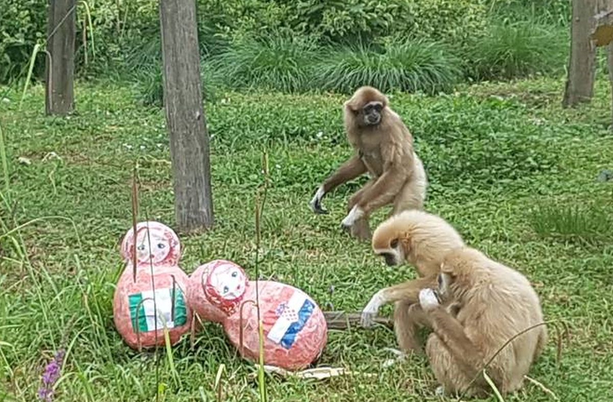 Giboni iz zagrebačkog ZOO-a prognoziraju da će Vatreni pobijediti Nigeriju