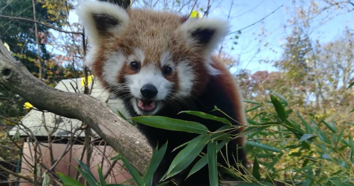 Evo koje je ime Mia Dimšić dala mladunčetu crvene pande u zagrebačkom ZOO-u