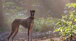 Azavak - afrički pas čija se cijena penje i do vrtoglavih 20.000 kuna
