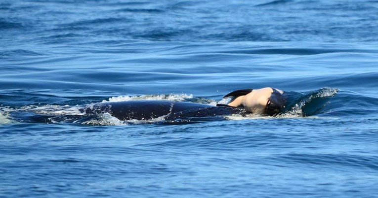 Pretužno: Kit ubojica dva dana gura svoje mrtvo mladunče