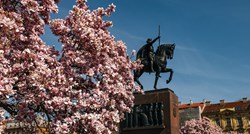 Fotke procvjetalih magnolija u Zagrebu su raj za oči, pogledajte ih