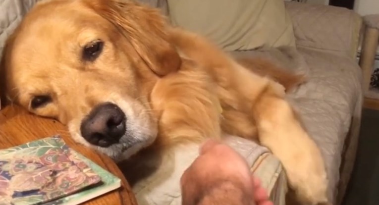 VIDEO Preslatki psić zahtijeva pažnju na način poznat svim vlasnicima