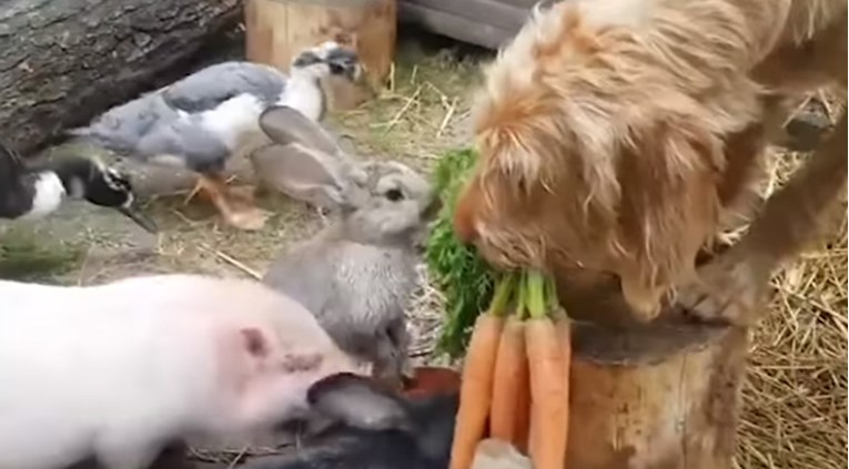 VIDEO Pas koji hrani životinje postao hit na internetu