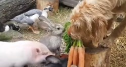 VIDEO Pas koji hrani životinje postao hit na internetu