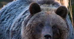 Bliski susret sa zvijeri: Kako sam se našao oči u oči s mamom medvjedicom
