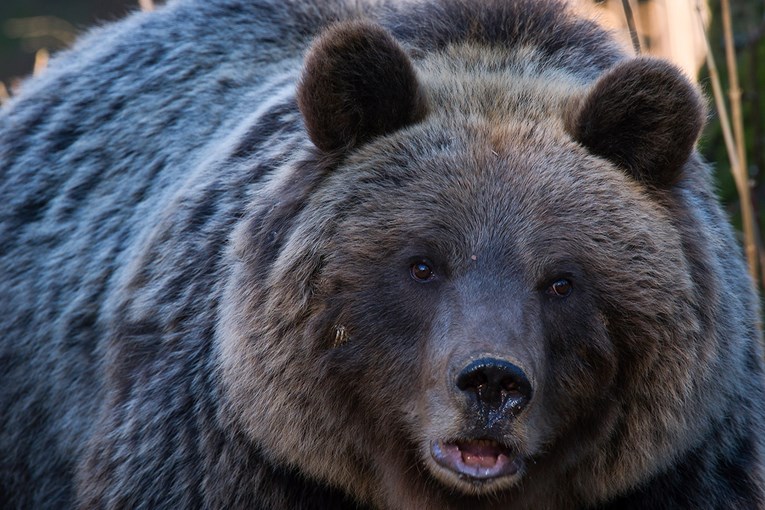 Bliski susret sa zvijeri: Kako sam se našao oči u oči s mamom medvjedicom