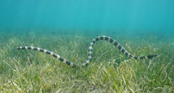 Prvi takav slučaj: Britanac umro u Australiji od ugriza morske zmije