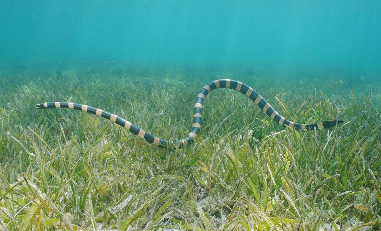Prvi takav slučaj: Britanac umro u Australiji od ugriza morske zmije