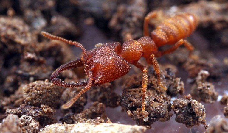 Znanstvenici objavili koja je najbrža životinja: Mrav kojeg zovu Drakula