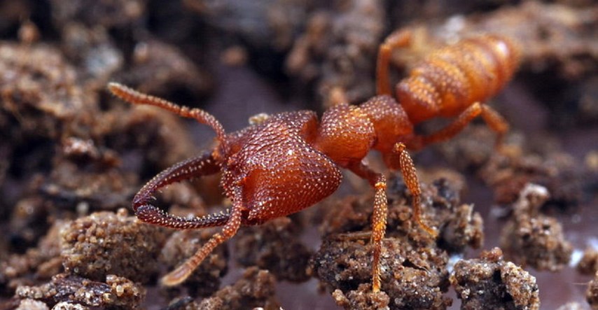Kako živi Drakula mrav, najbrža životinja na svijetu?