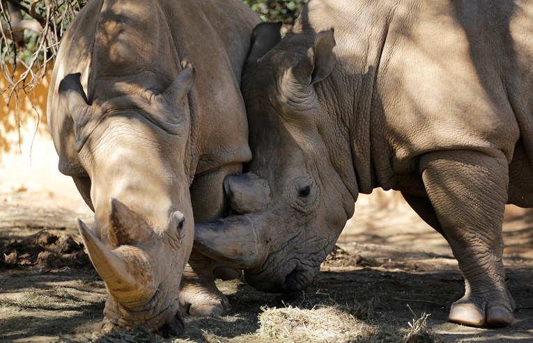 Smanjen krivolov na nosoroge već treću godinu zaredom