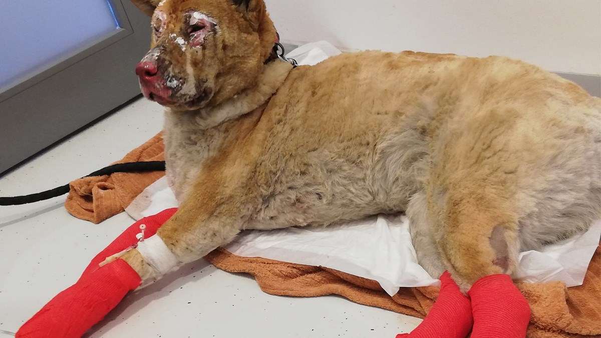 UZNEMIRUJUĆE Nala je stradala u požaru obiteljske kuće kod i hitno treba pomoć