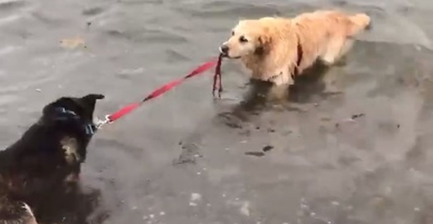 Tri milijuna pregleda: Video psa koji prijatelja odvlači u vodu je genijalan