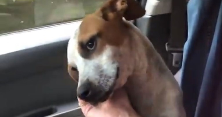 VIDEO Pas koji zahvaljuje ženi koja ga je spasila slomit će vam srce