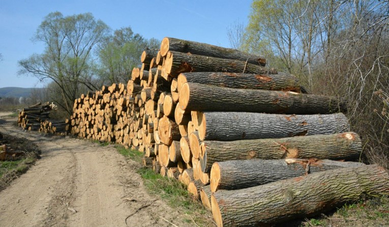 U šumi kod Siska posjekao 351 stablo, šumariju oštetio za 137 tisuća kuna