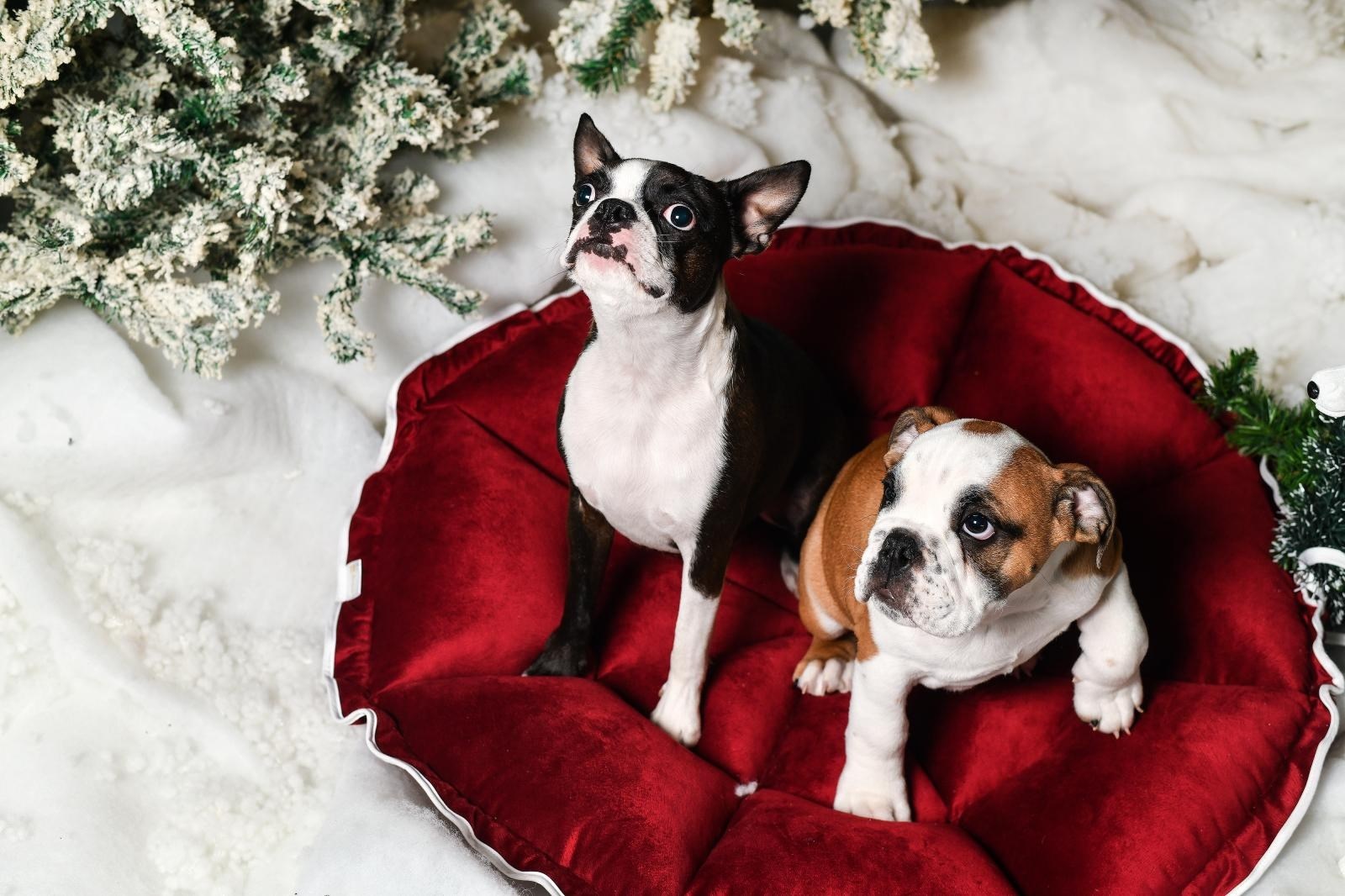 Slatki psići u blagdanskom okruženju dat će vam odgovor na pitanje o poklonima