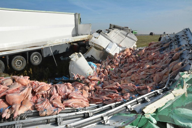 VIDEO Kamion se prevrnuo na autocesti A3, posvuda se rasipali komadi svinja