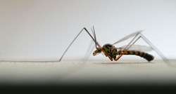 Osječko-baranjski župan traži pomoć od premijera u borbi protiv komaraca