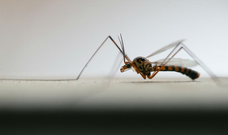 Vinkovci i lokalna naselja pokreću inicijativu za rješavanje najezde komaraca