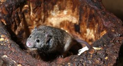 U Sloveniji je ove godine 75 ljudi oboljelo od mišje groznice