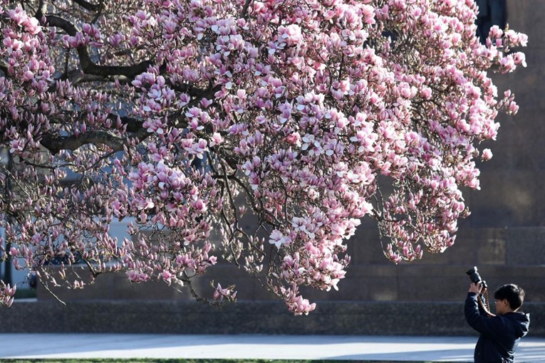 Procvjetale magnolije u Zagrebu, fotografije su čudo