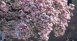 Procvjetale magnolije u Zagrebu, fotografije su čudo