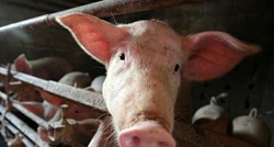 Znanstvenici oživili mozak mrtve svinje