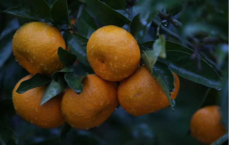 Vlada odlučila dati 20 milijuna kuna poticaja proizvođačima mandarina
