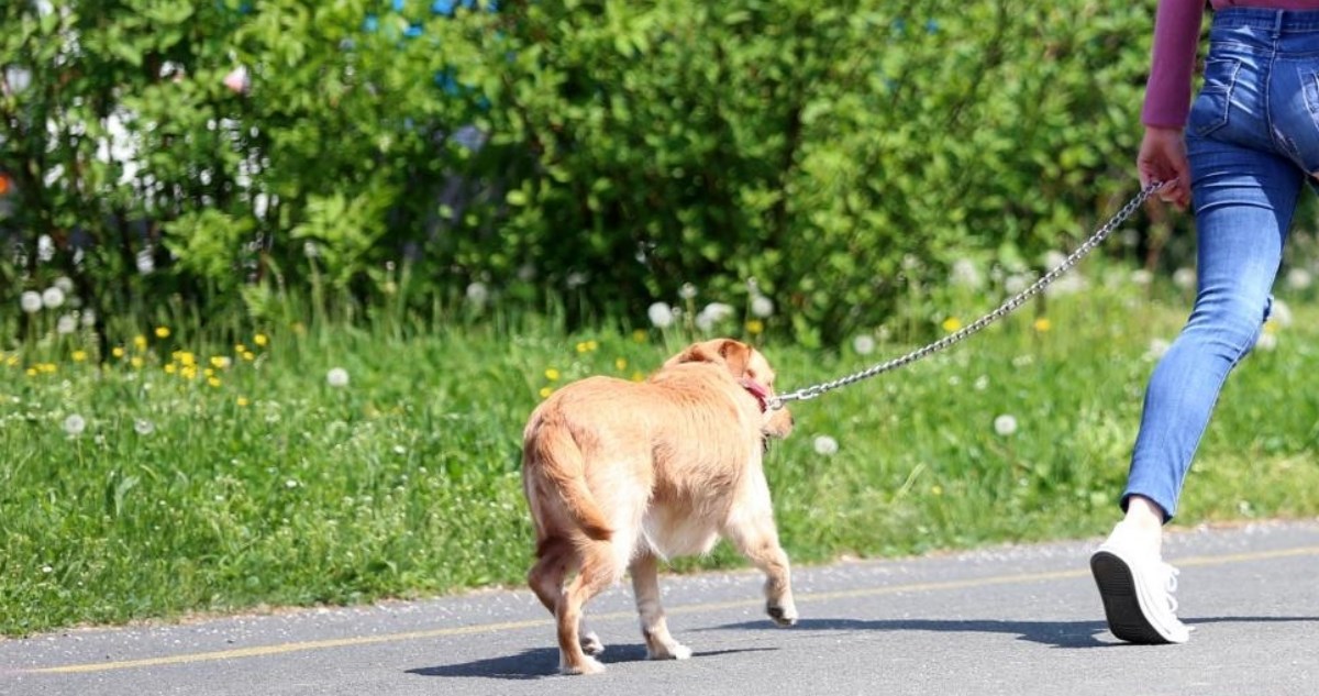 Zagrepčanka zbog psa završila u britanskom tabloidu: "Marš u ku*ac, debilu"