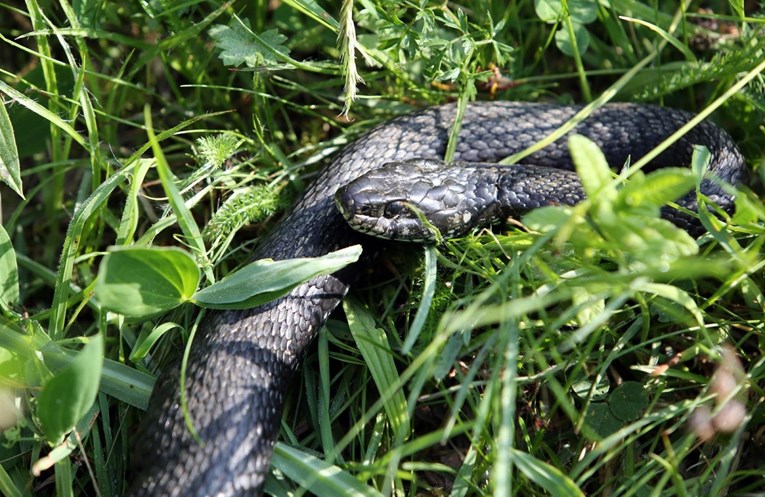 U Zagrebu se pojavile zmije: "Bila je duga 2 metra, ovakvu još nisam vidjela"